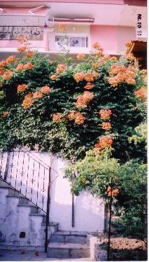 photo1